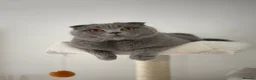 Scottish Fold cats for sale: Schotish straight  - Advert 16
