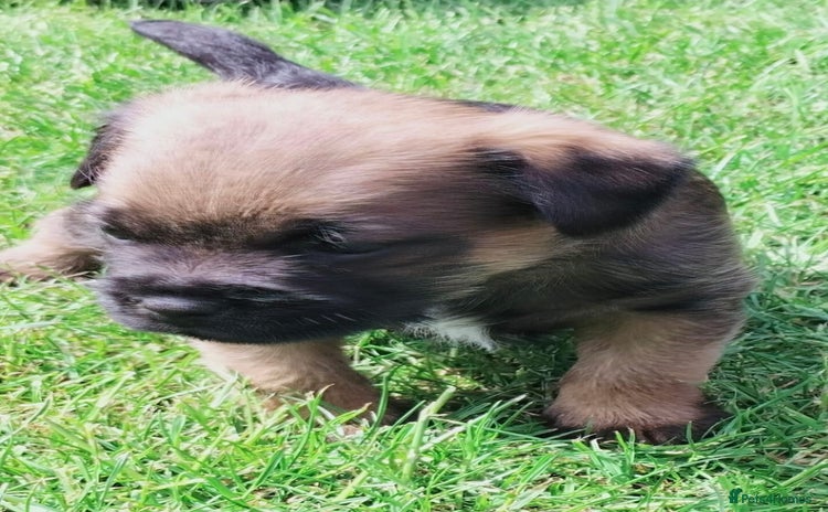 Border Terrier dogs - Advert 1
