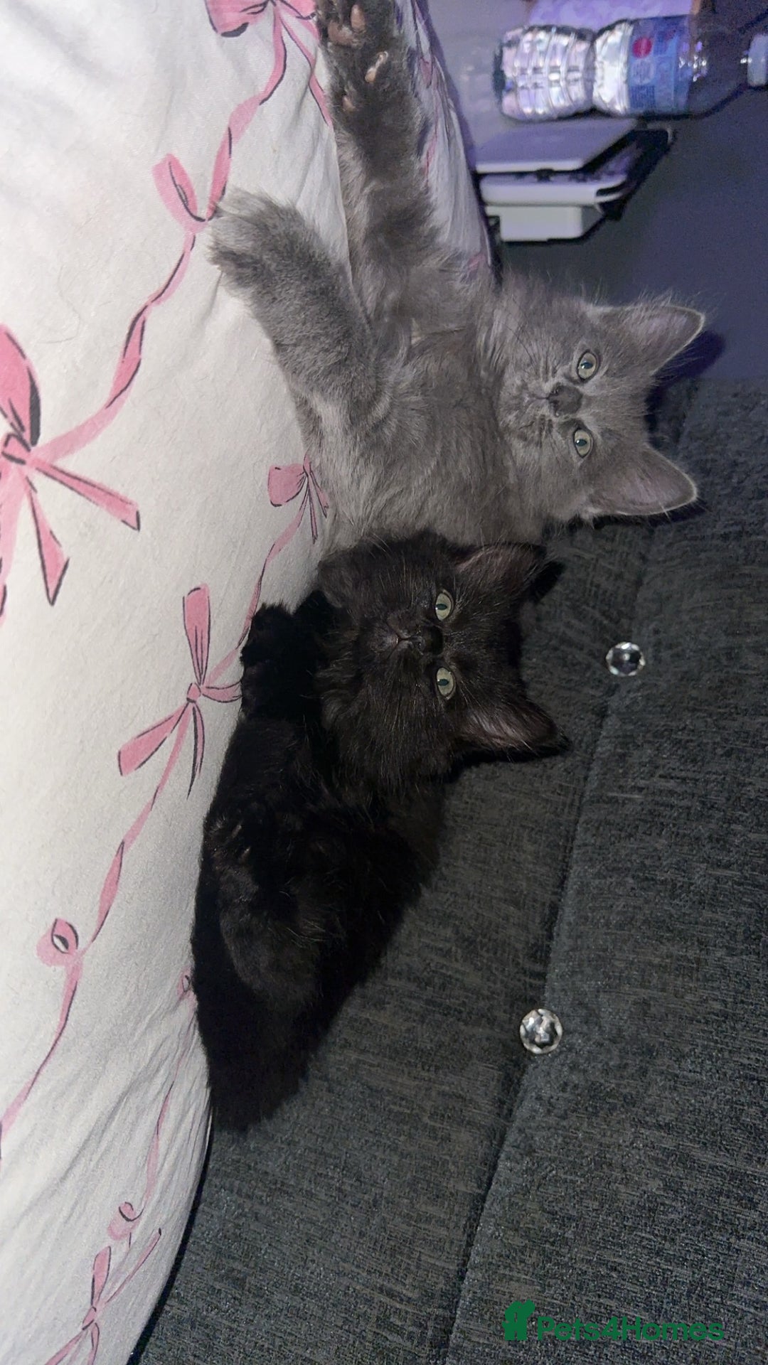 Ragdoll cats for sale: LAST 2 LEFT!!🐾Gorgeous Ragdoll x kittens   - Image 2