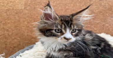 Maine Coon cats - Advert 12