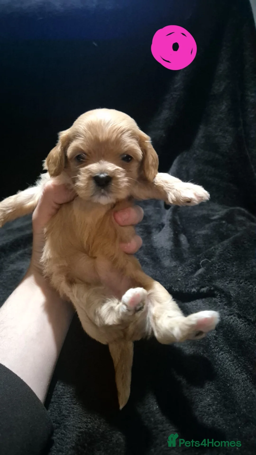 Mixed Breed dogs for sale: Cava tzu puppies - Advert 15