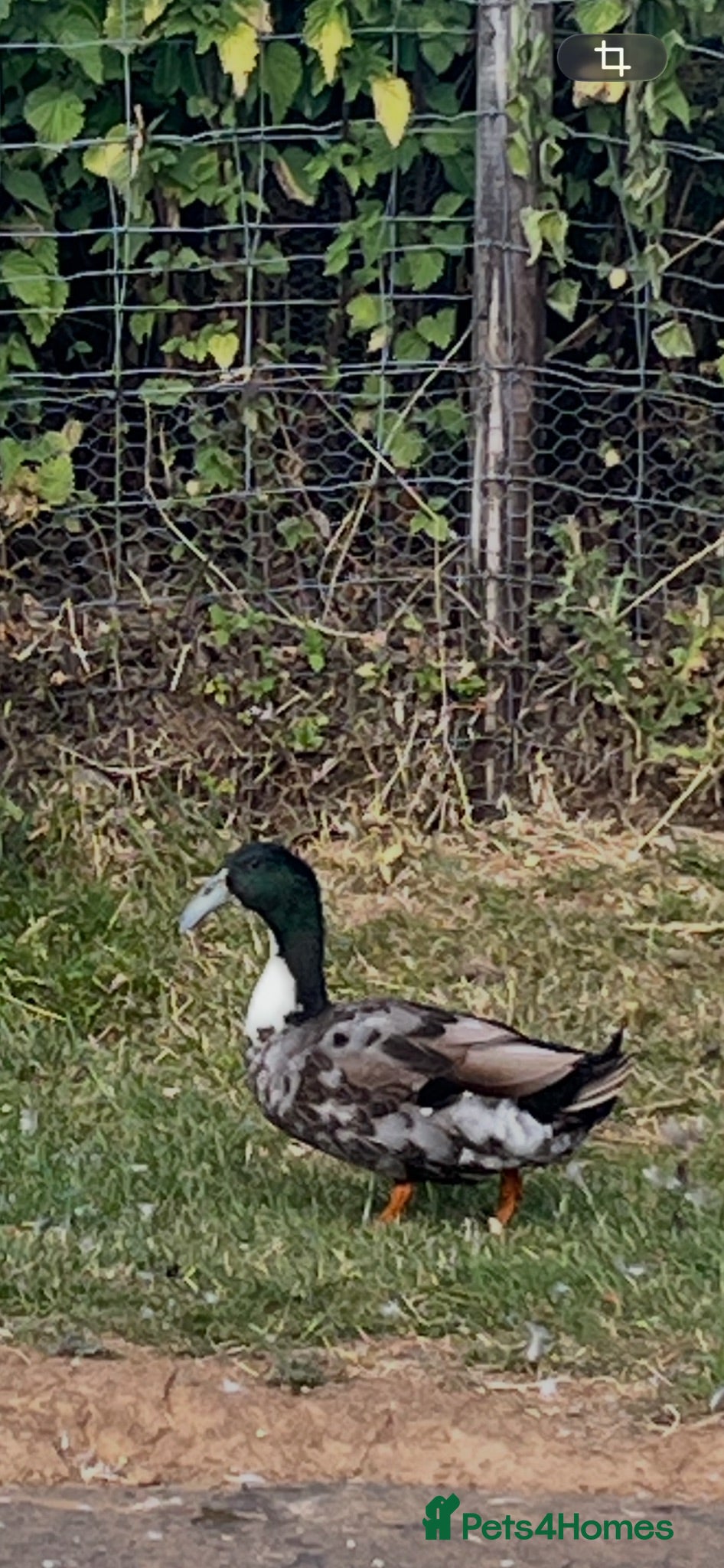 Ducks poultry Ducklings Dutch hookbill rear breed - Advert 2
