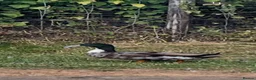 Ducks poultry for sale: Ducklings Dutch hookbill rare breed - Advert 2