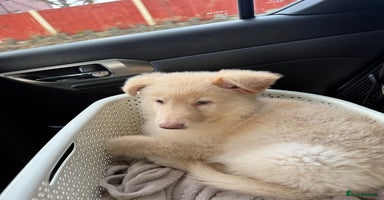 German Shepherd dogs - Advert 2