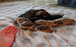 Miniature Dachshund dogs for sale: Beautiful pure bred smooth Mini Dachshund puppies - Advert 2