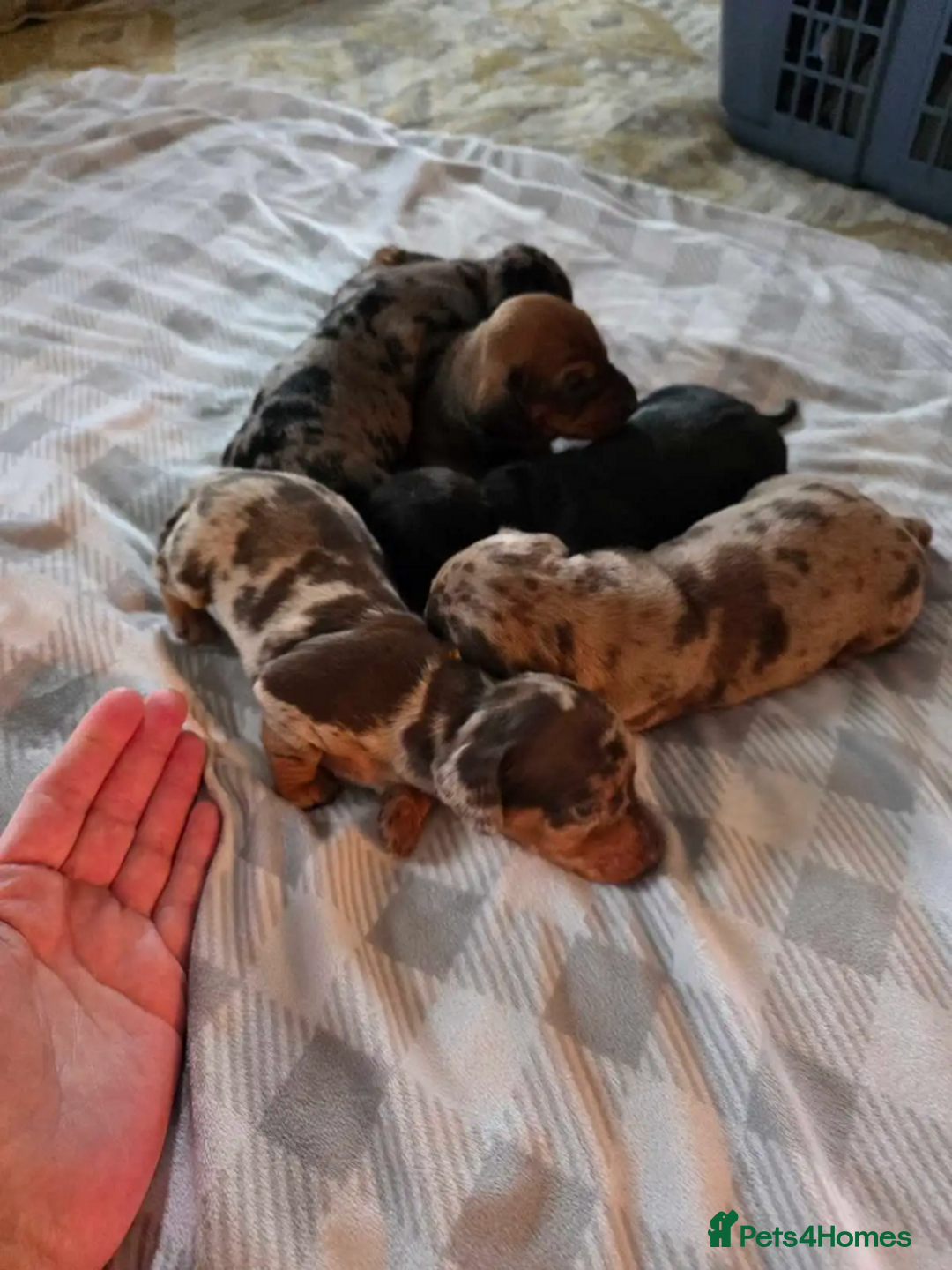 Miniature Dachshund dogs for sale: Beautiful pure bred smooth Mini Dachshund puppies - Advert 2