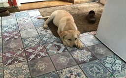 Labrador Retriever dogs for sale: Labrador bitch puppy - Advert 2