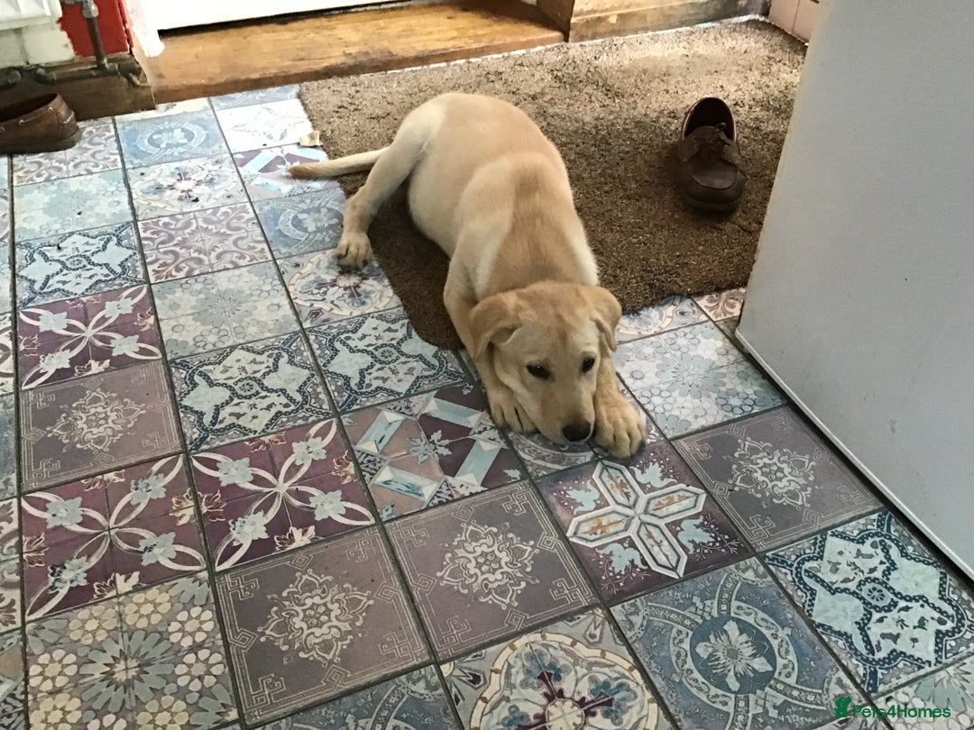 Labrador Retriever dogs for sale: Labrador bitch puppy - Advert 2