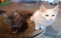 Maine Coon cats for sale: Maine Coon kittens in Manchester  - Image 8