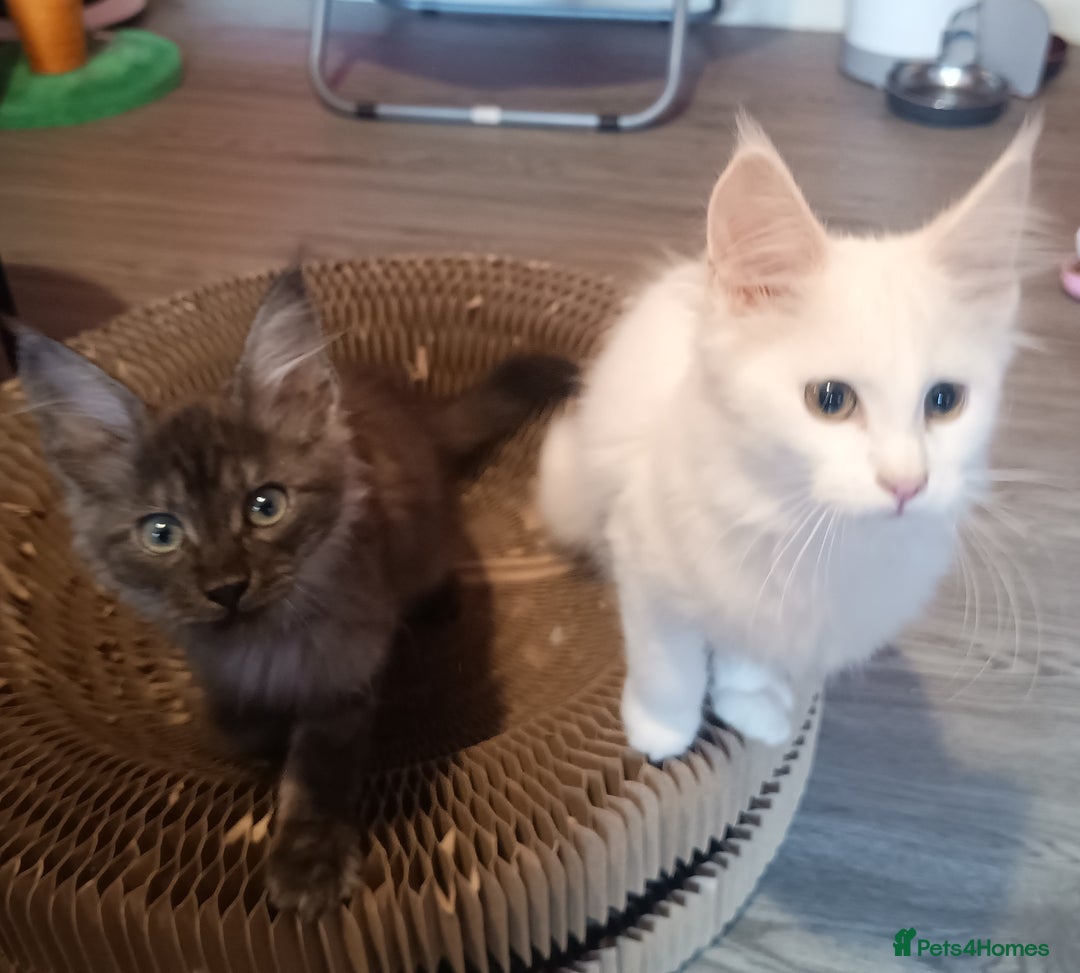 Maine Coon cats for sale: Maine Coon kittens in Manchester  - Image 8
