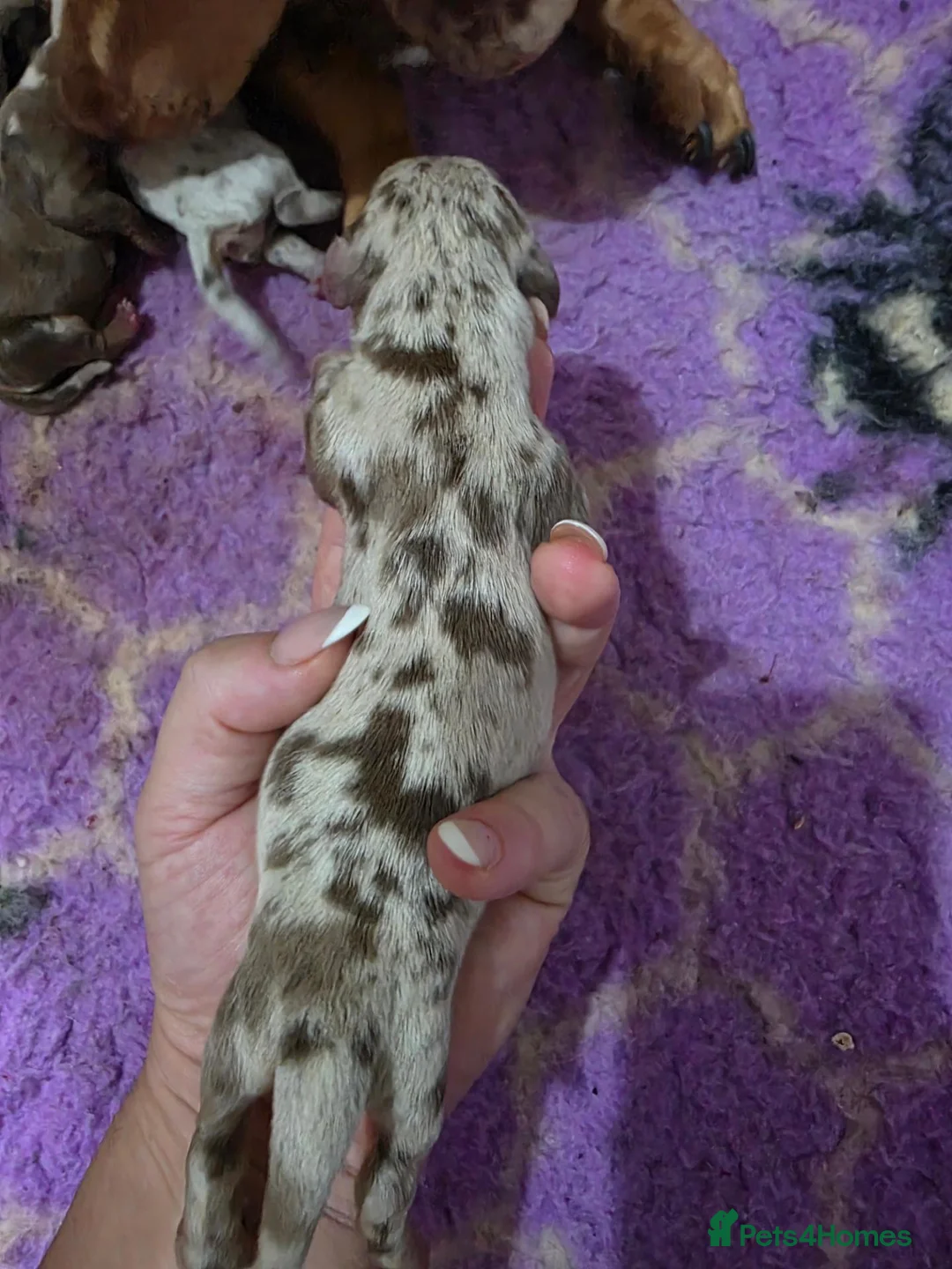 Miniature Dachshund dogs for sale: 🤍miniture dachshund puppys🤍 - Advert 2