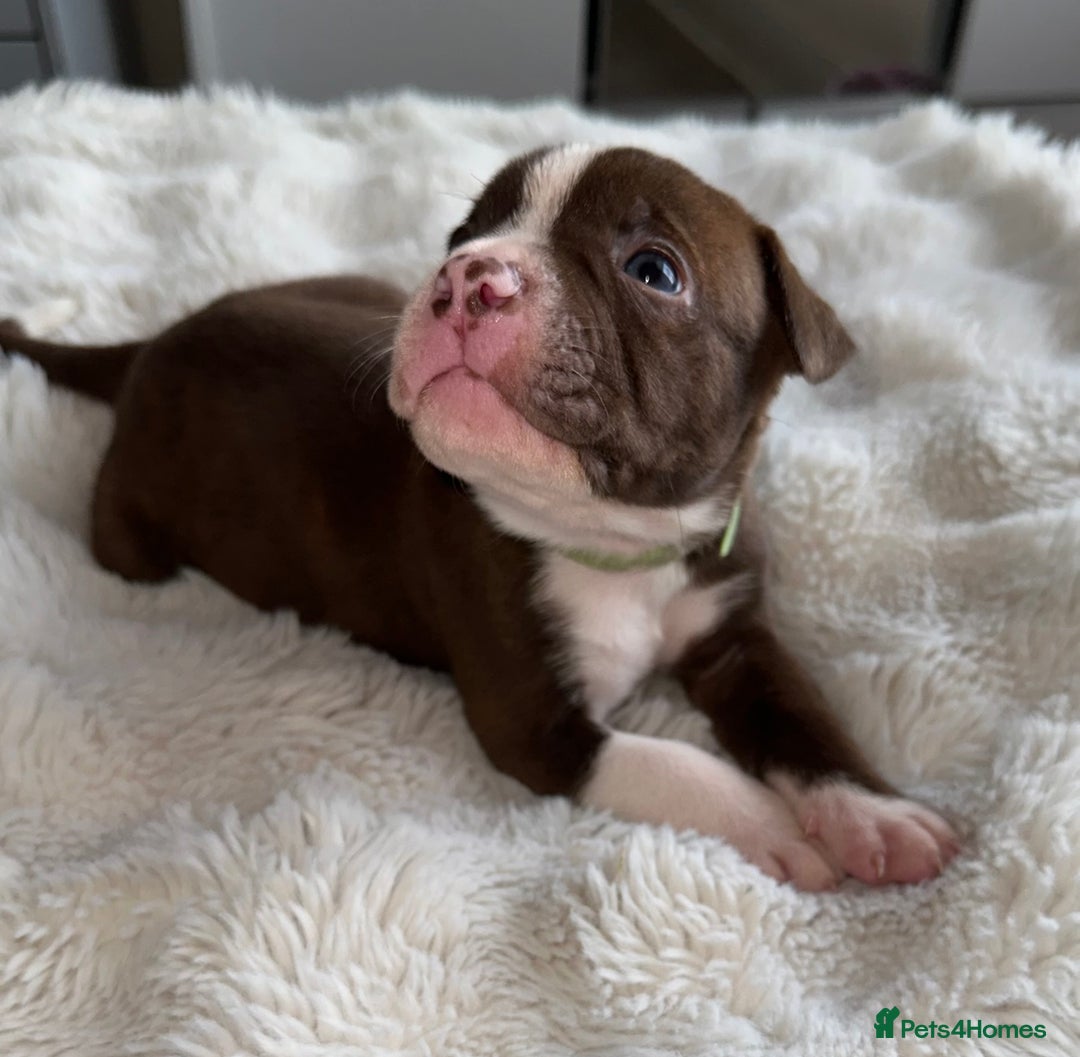 Mixed Breed dogs for sale: Olde English Bulldogge/Staffy Collie - Advert 20