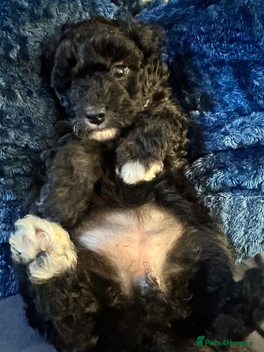 Miniature Poodle dogs for sale: Gorgeous pure bred miniature poodles - Advert 31