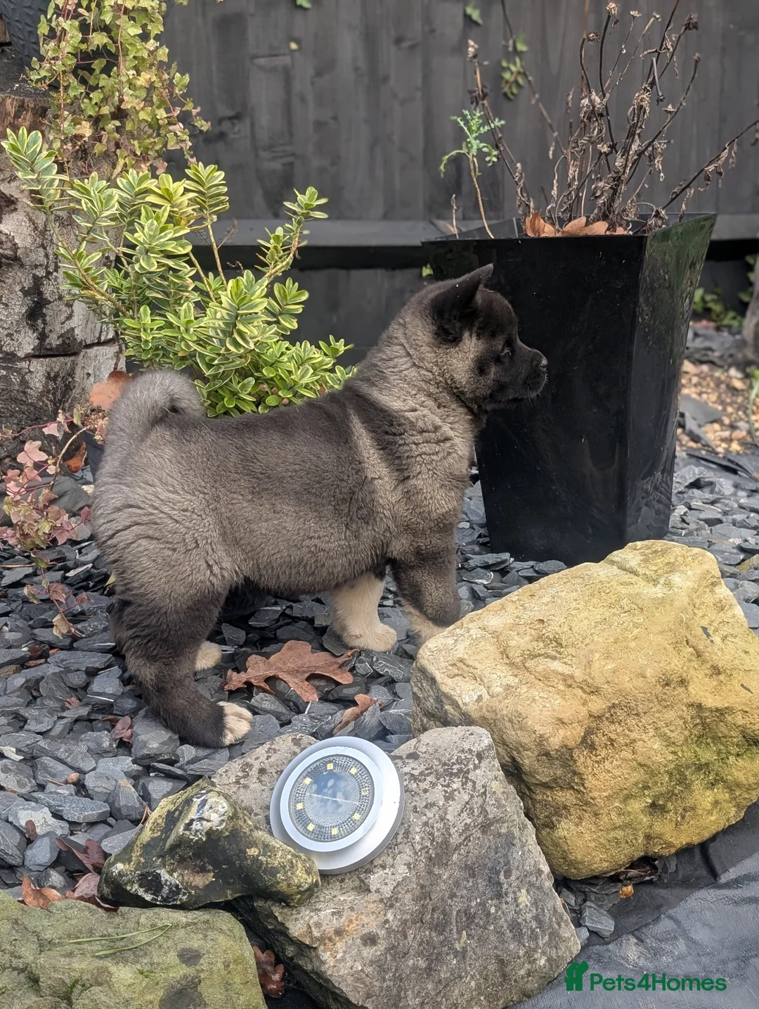 Akita dogs for sale: European Champions Bloodline American Akita's  - Advert 14