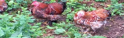 Chickens poultry for sale: Choice of 5 Millefleur pekin cockerels in South Brent - Advert 2