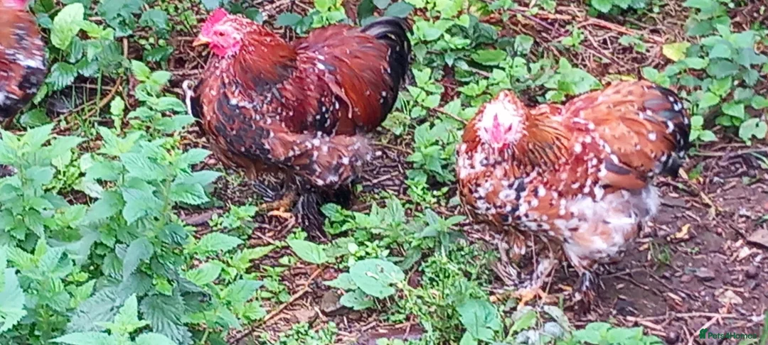 Chickens poultry for sale: Choice of 5 Millefleur pekin cockerels in South Brent - Advert 2