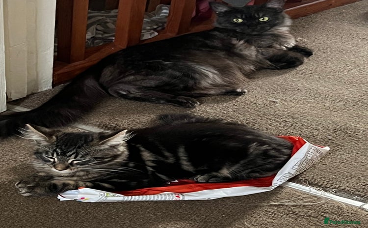 Maine Coon cats - Advert 9