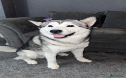 Alaskan Malamute dogs for sale: Loki Aka BIG FLUFF  - Image 4