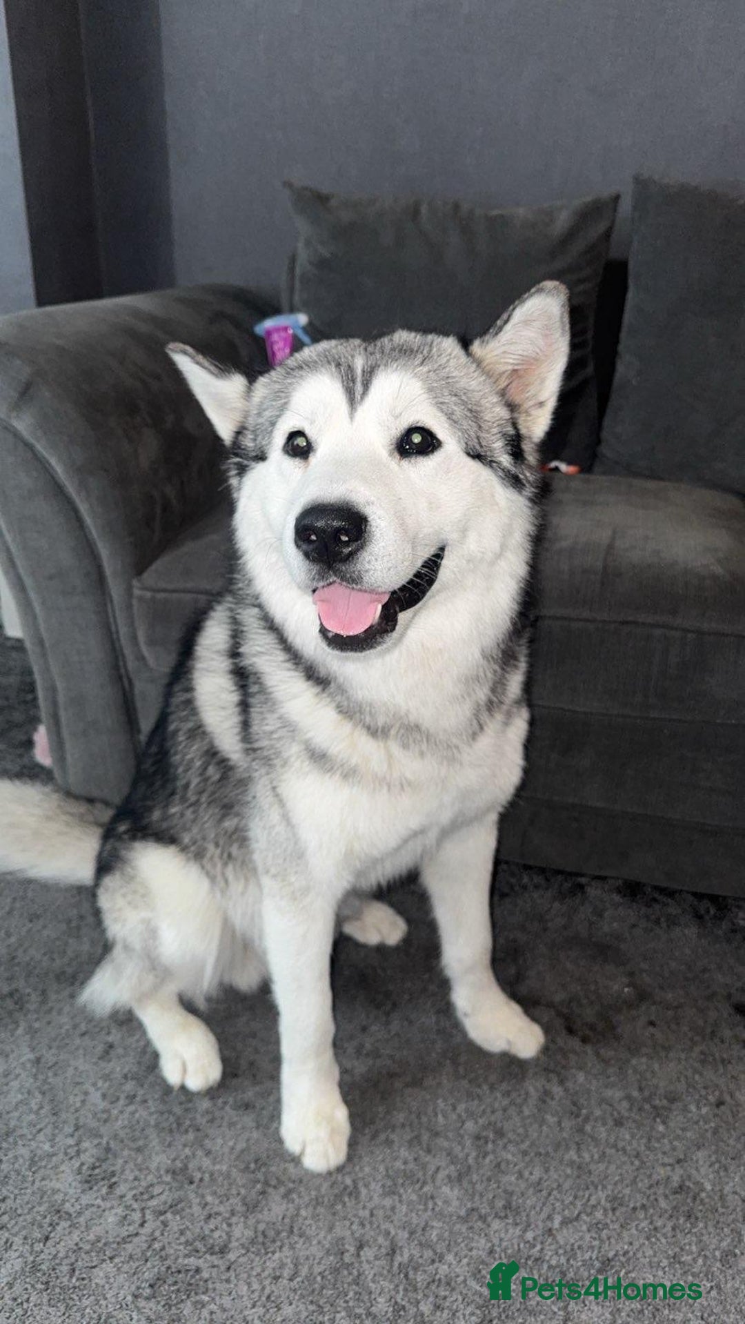 Alaskan Malamute dogs for sale: Loki Aka BIG FLUFF  - Image 4