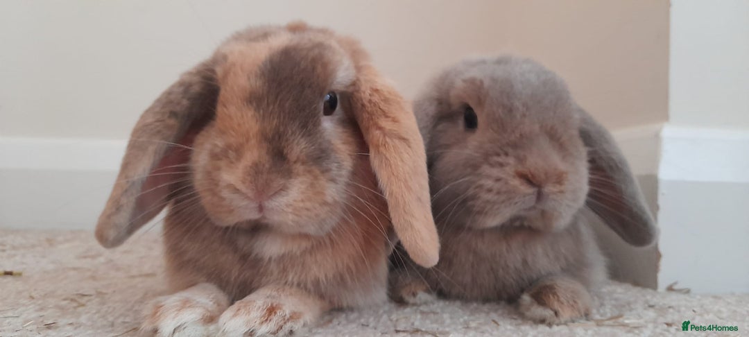 Mini Lop rabbits for sale: Two bonded female mini lops - Image 1