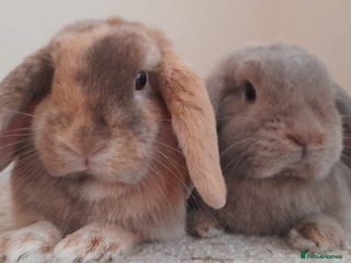 Mini Lop rabbits - Advert 3