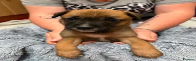 Buster