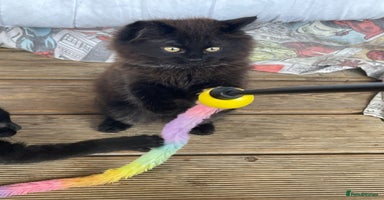 Mixed Breed cats - Advert 14