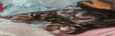 Mixed Breed Kitten 2