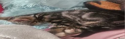 Mixed Breed cats for sale: 2 male and 2 femail kittens  - Advert 4