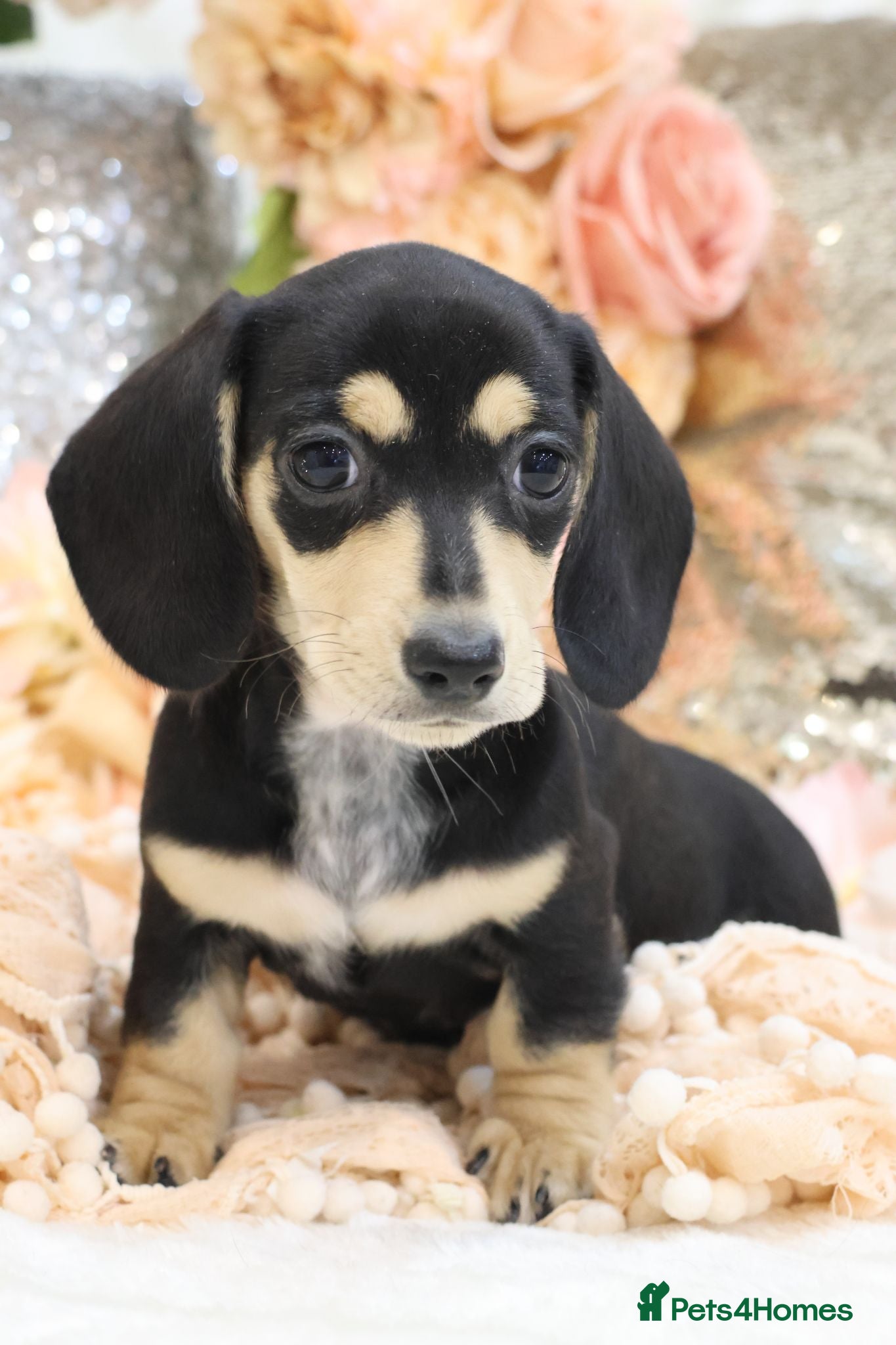 Miniature Dachshund dogs KC Miniature Dachshund Puppies - Advert 12