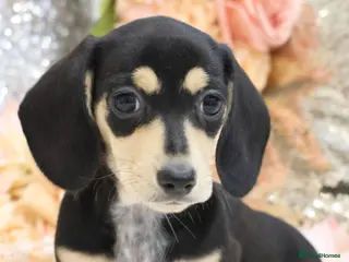 Miniature Dachshund dogs KC Miniature Dachshund Puppies - Advert 12