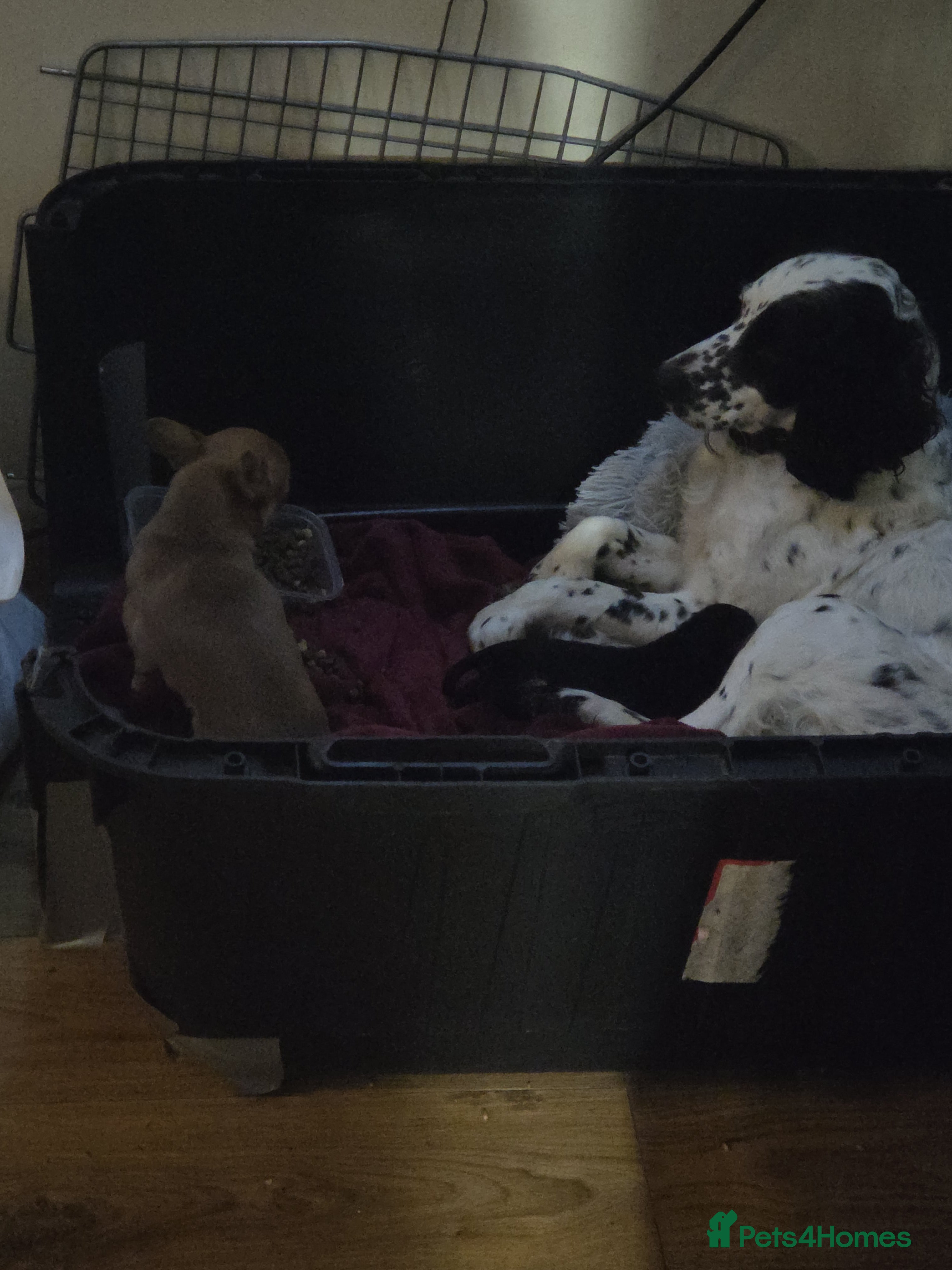 Mixed Breed dogs Spinger spaniel×german sheppard pups - Advert 1