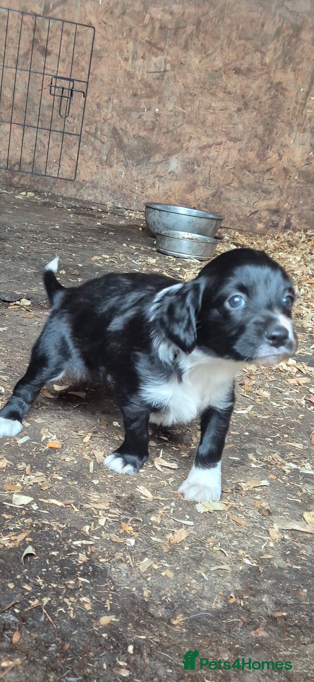 Sprollie dogs for sale:  springer x collies  - Image 3
