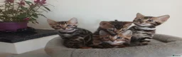 Bengal cats for sale: NEW PRICE ONLY 1 BENGAL BEAUTY LEFT ‼️‼️❣️ - Advert 2