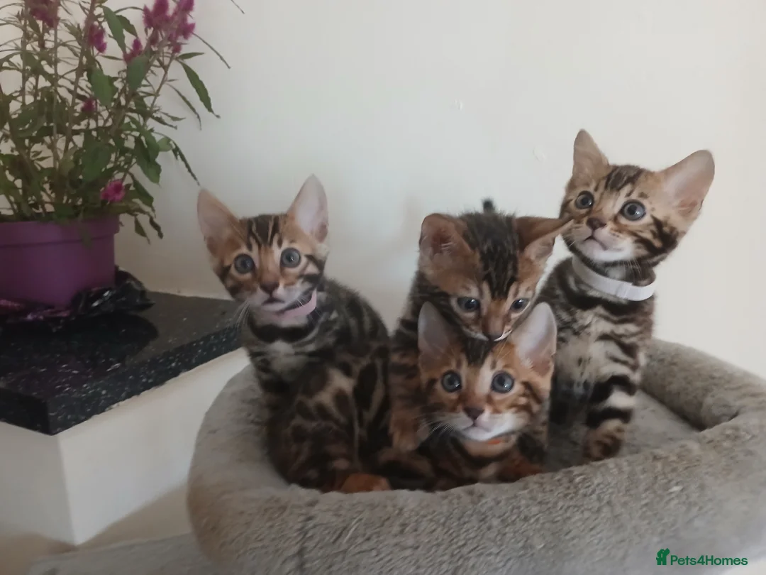 Bengal cats for sale: NEW PRICE ONLY 1 BENGAL BEAUTY LEFT ‼️‼️❣️ - Advert 2