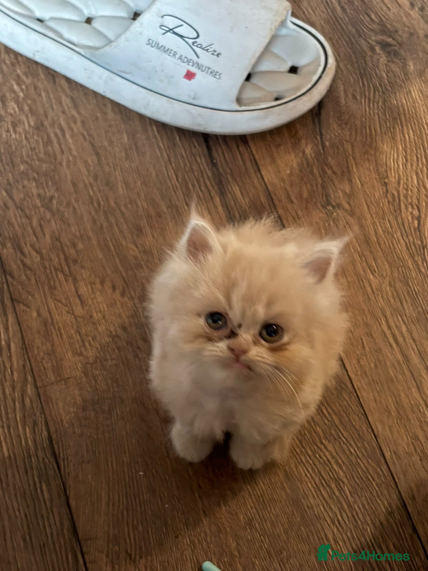 Persian cats 2 male Persian ( doll faced) - Advert 1
