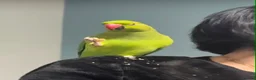 Ringnecks birds for sale: Ringneck baby parrot to go in Coventry - Advert 5