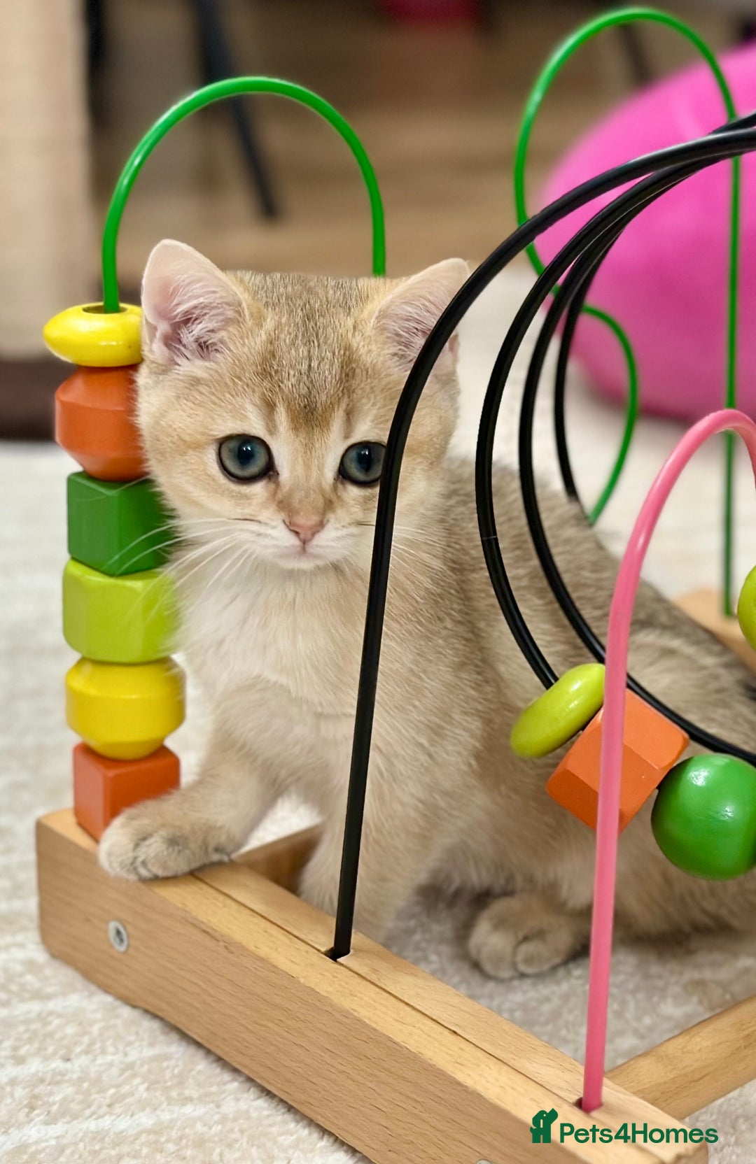 British Shorthair cats for sale: Last British Shorthair Golden kitten GCCF reg - Advert 15