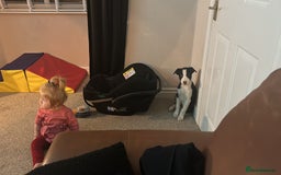 Border Collie dogs for sale: Border collie puppy for sale  - Image 4