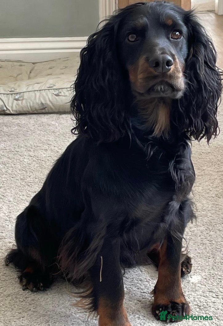 Cocker Spaniel dogs KC BLACK AND TAN boys 17 dna health tested clear  - Advert 2
