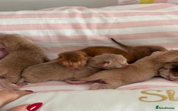 Abyssinian cats for sale: Pure pedigree Tica registered Abyssinian kittens  - Image 2