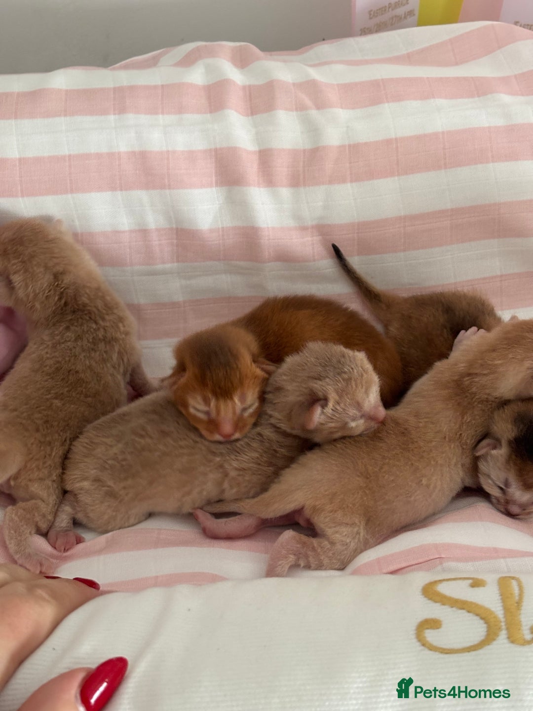 Abyssinian cats for sale: Pure pedigree Tica registered Abyssinian kittens  - Image 2