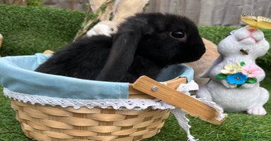 Mini Lop rabbits - Advert 2