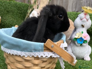 Mini Lop rabbits Autumn babies - Advert 5