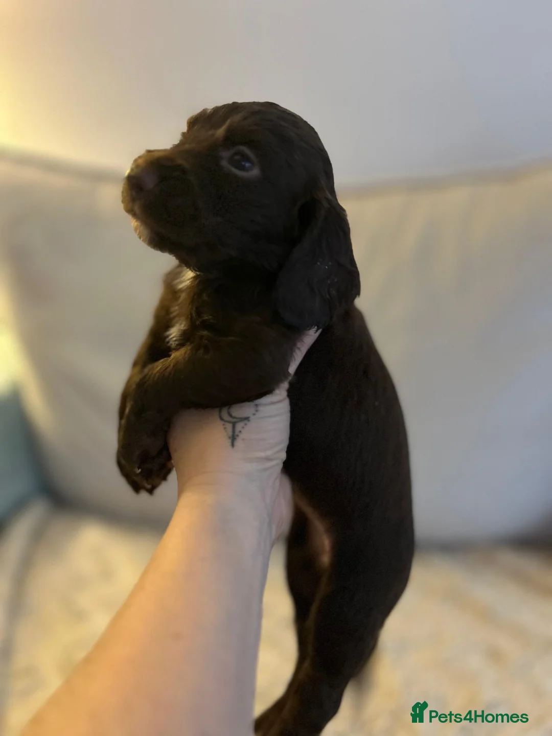 Cocker Spaniel dogs for sale: Working cocker spaniel puppies  - Advert 18
