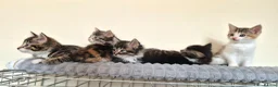 Mixed Breed cats for sale: Adorable Kittens for sale - Advert 9