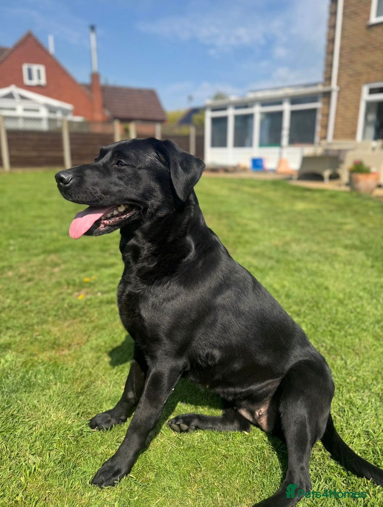 Labrador Retriever dogs for sale: stunning working line labrador retriever puppies - Advert 2