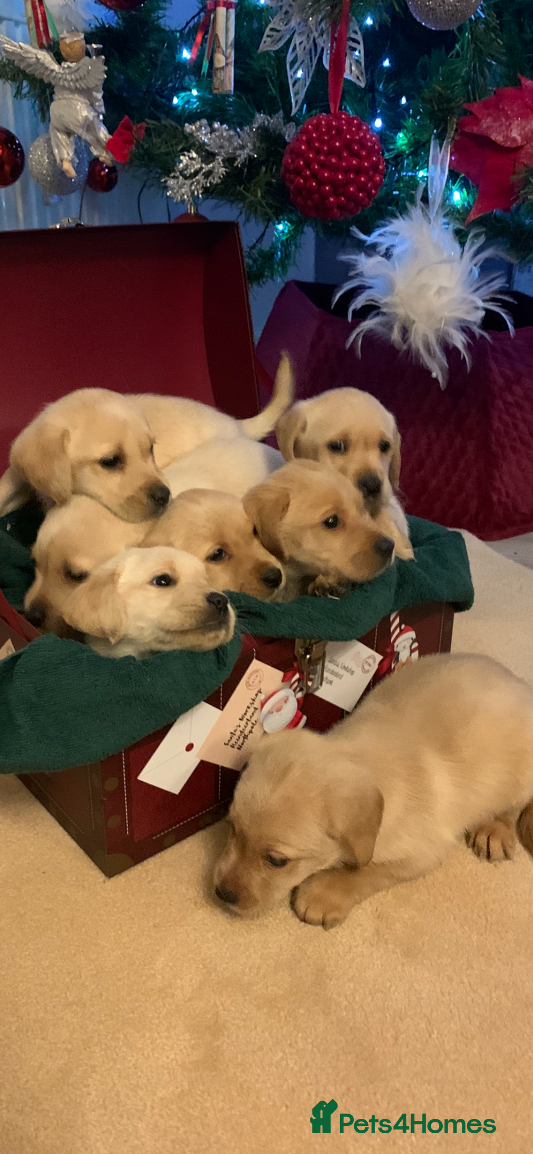 Labrador Retriever dogs for sale: Labrador puppies for sale - Advert 9