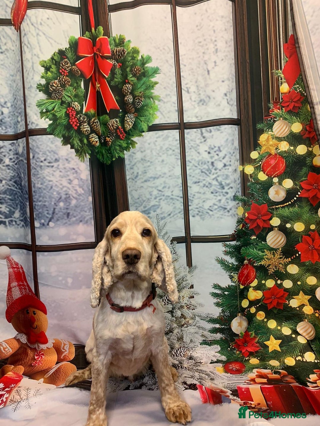 Cocker Spaniel dogs for sale: Our beloved Toffee  - Advert 3