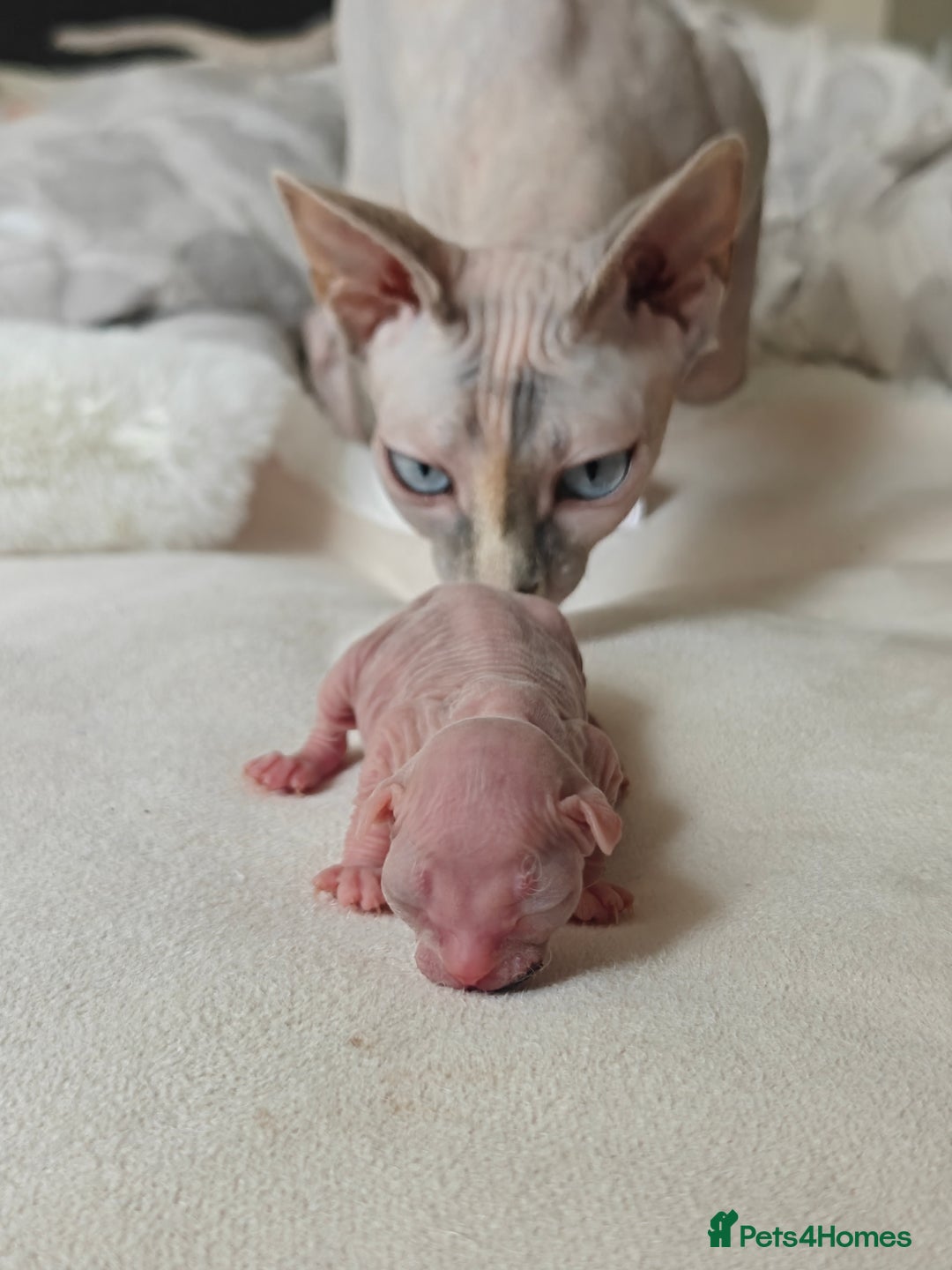 Sphynx cats for sale: Pedigree Sphynx Kitten in Bedford - Image 9